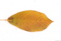 Photo Texture of Leaf 0082